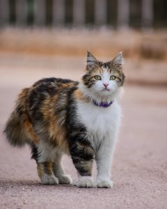 A calico cat with green eyes and a multicolored fur coat standing on a paved surface outdoors.