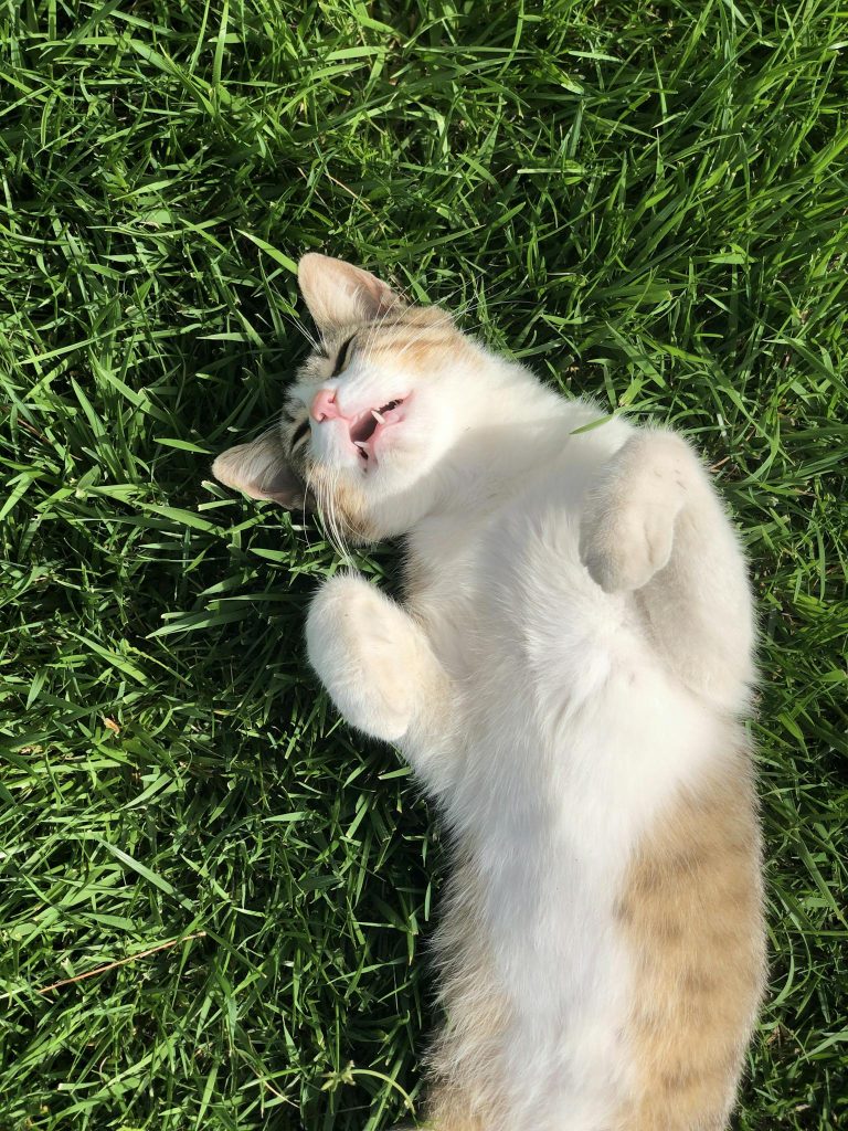Adorable cat lying on green grass enjoying a sunny day outdoors, exuding relaxation and joy.