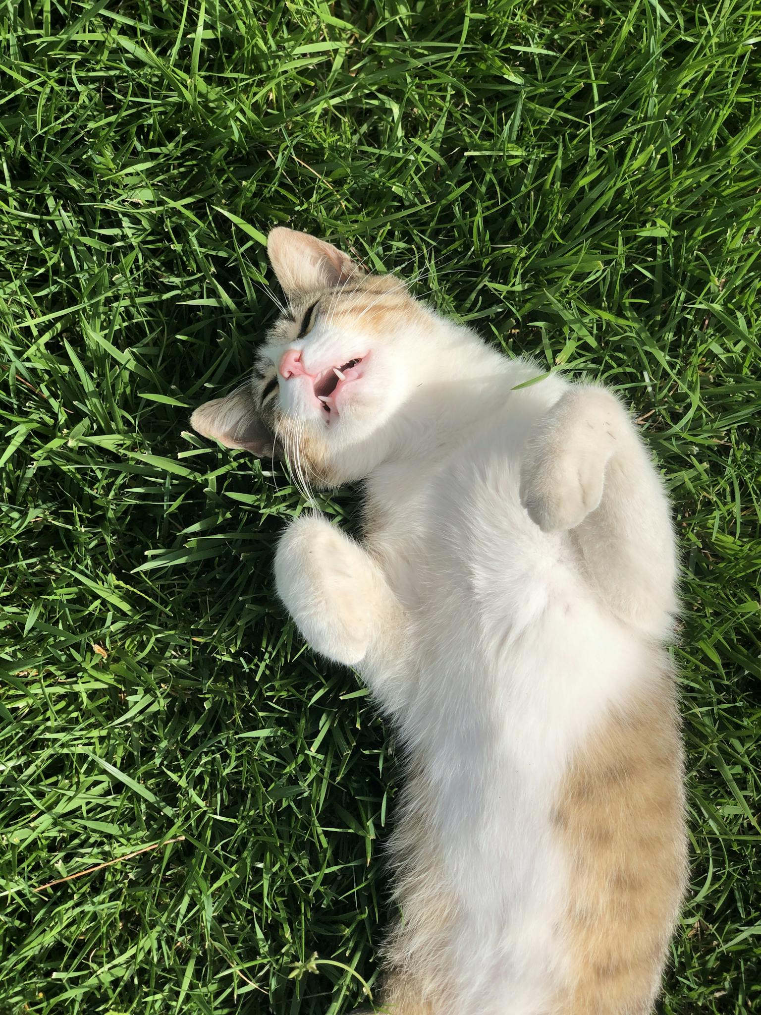 Adorable cat lying on green grass enjoying a sunny day outdoors, exuding relaxation and joy.
