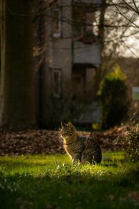 Calico cat basks in warm evening sunlight outdoors in Kamen, Germany.