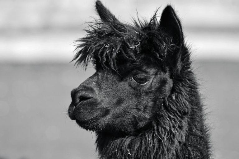 Close-up of a black alpaca captured in a monochrome style, showcasing its distinct features.