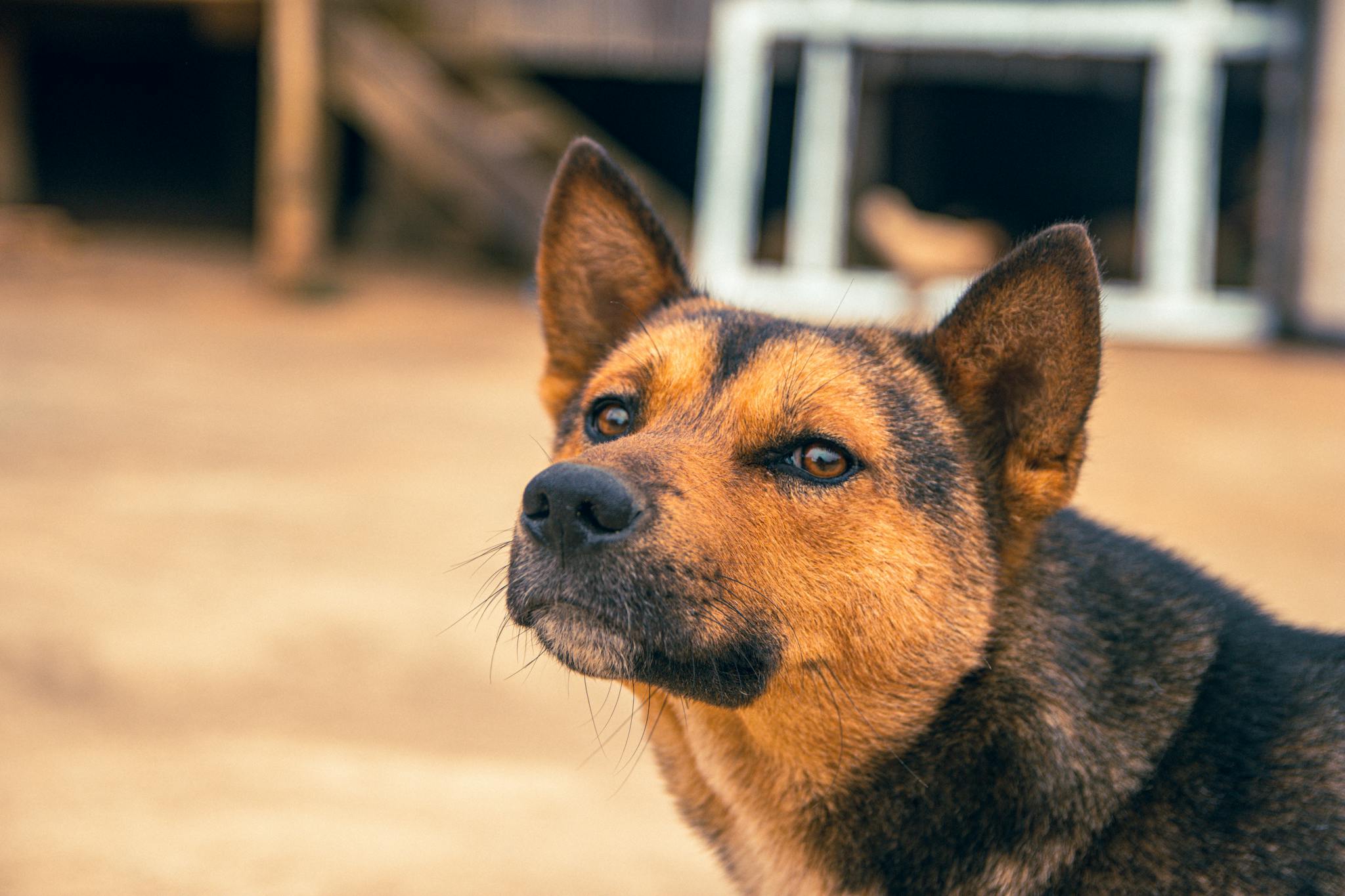 Close-up of a brown and black dog outdoors in Kon Tum, Vietnam, showcasing intense focus and detail.