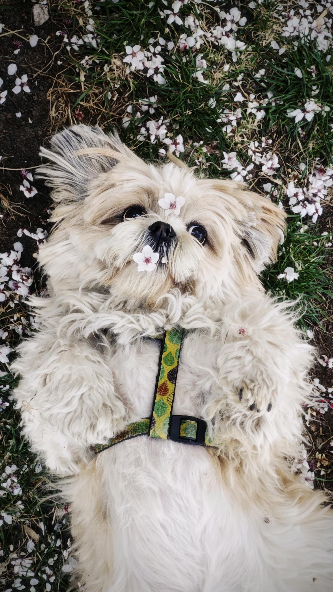 Cute Shih Tzu dog laying on grass surrounded by cherry blossoms.