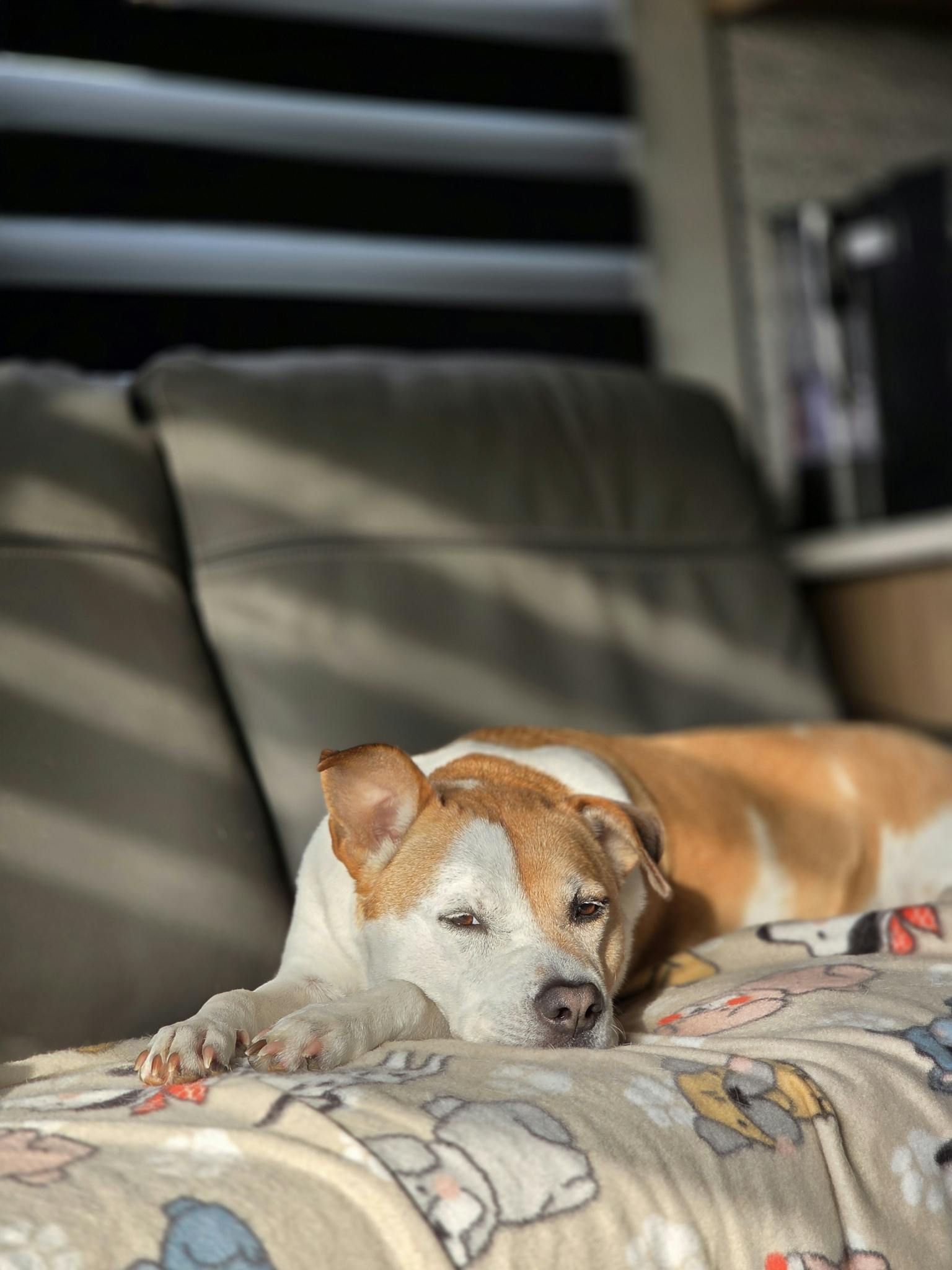 Free stock photo of dog